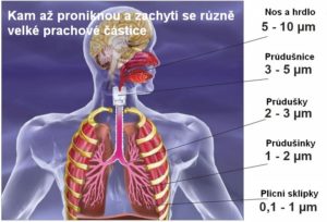 plíce a dýchací cesty s přehledem, kam se dostane jemný prach