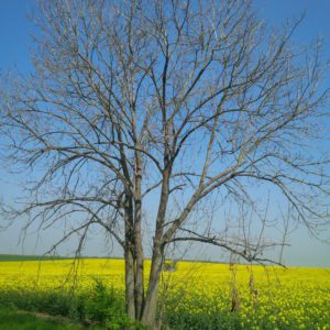 Řepkové pole s uschlou okolní vegetací