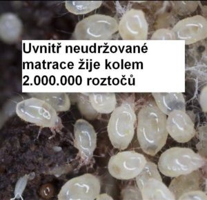 roztoči v matraci velké zvětšení